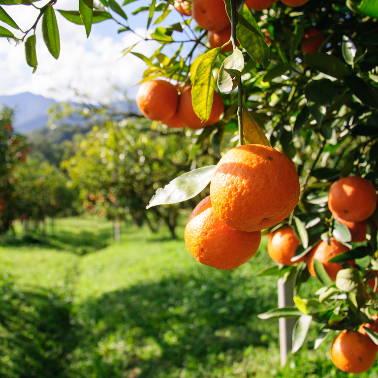 Certificazione ISO 22000:2005 - Sistema di gestione per la sicurezza alimentare HACCP