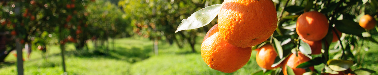 Certificazione ISO 22000:2005 - Sistema di gestione per la sicurezza alimentare HACCP