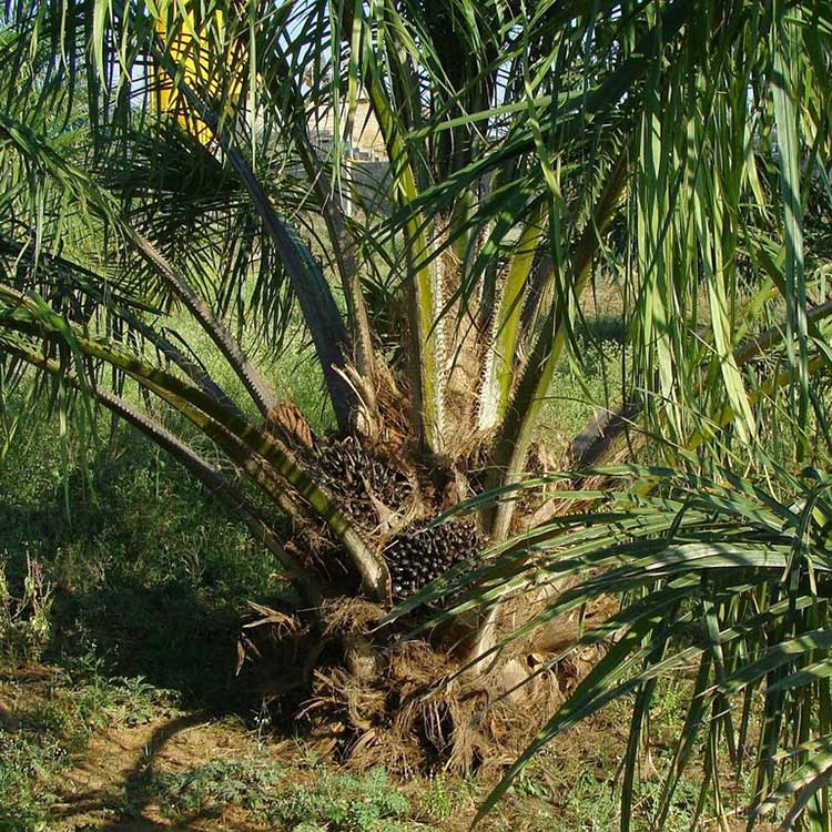 Certificazione olio di palma RSPO - Roundtable for Sustainable Palm Oil